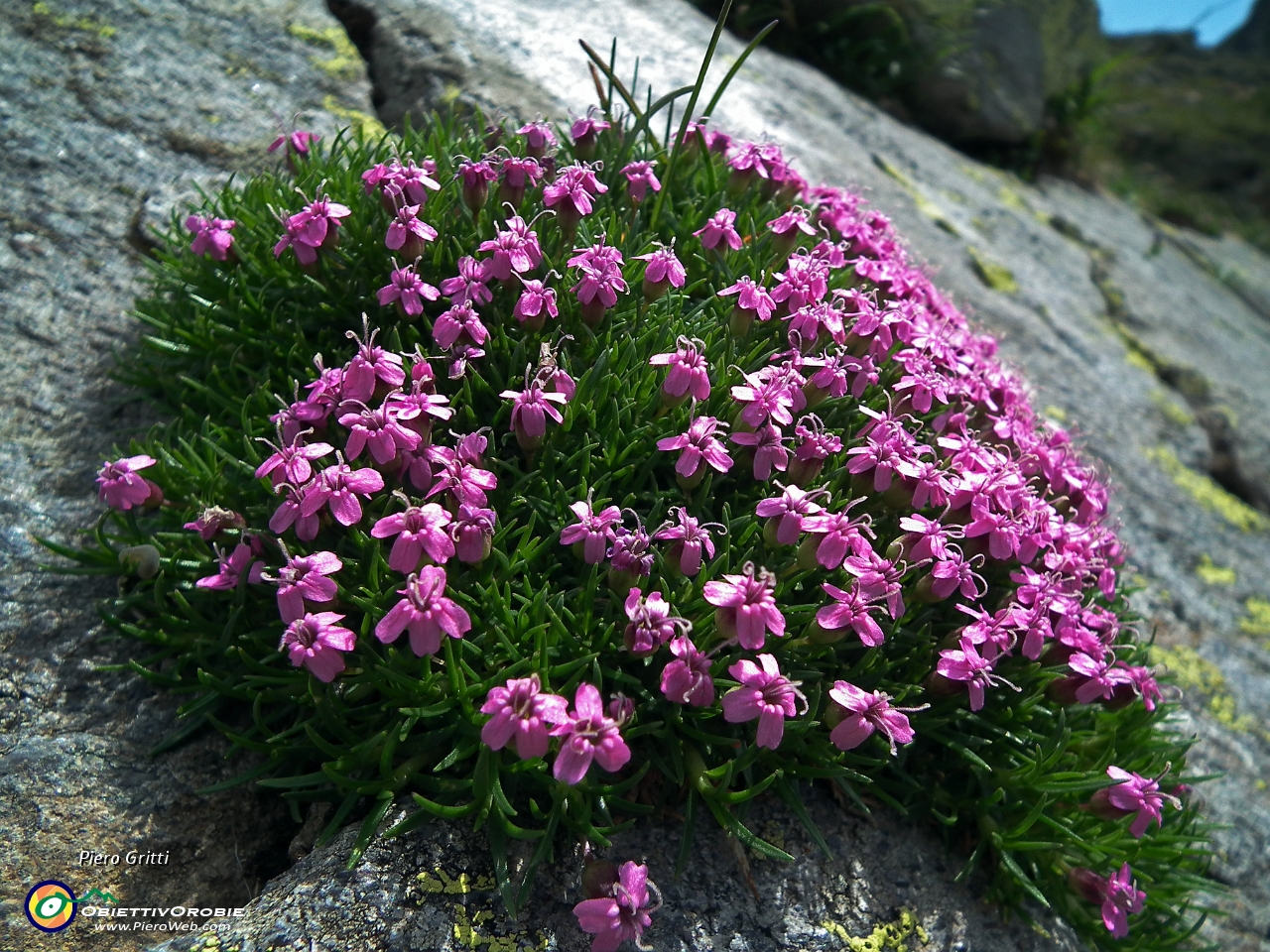 62 cuscinetto di silene acaulis.JPG